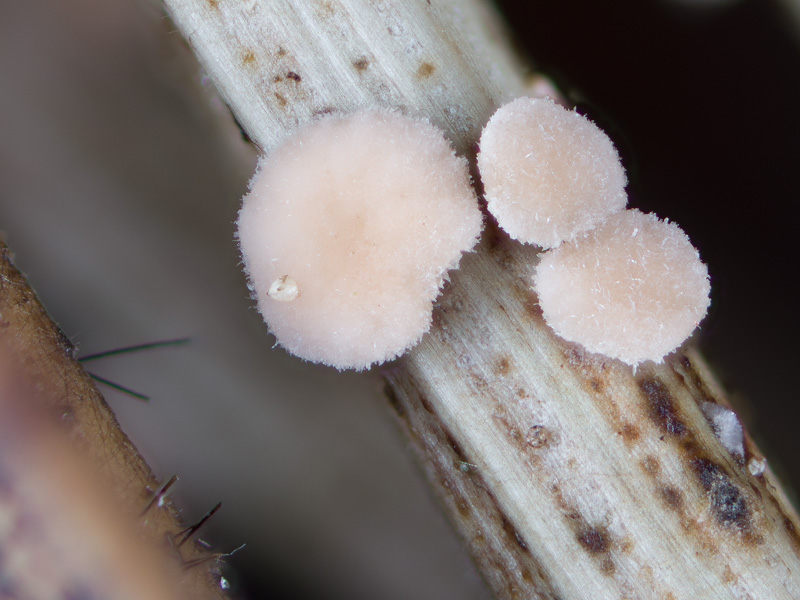 Pseudohelotium pineti